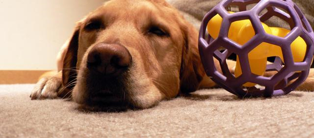 Pet Stain and Odor Removal Silver Spring,  MD