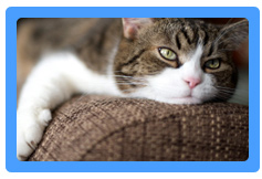 Upholstery Cleaning Silver Spring,  MD